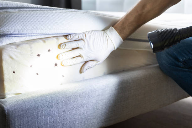 Best Wasp Removal Services  in Upper Brookville, NY