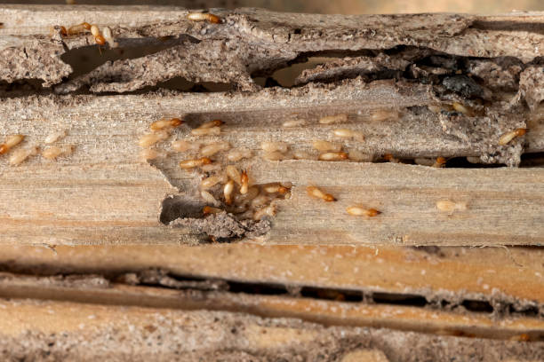 Best Best Pest Control Companies  in Upper Brookville, NY